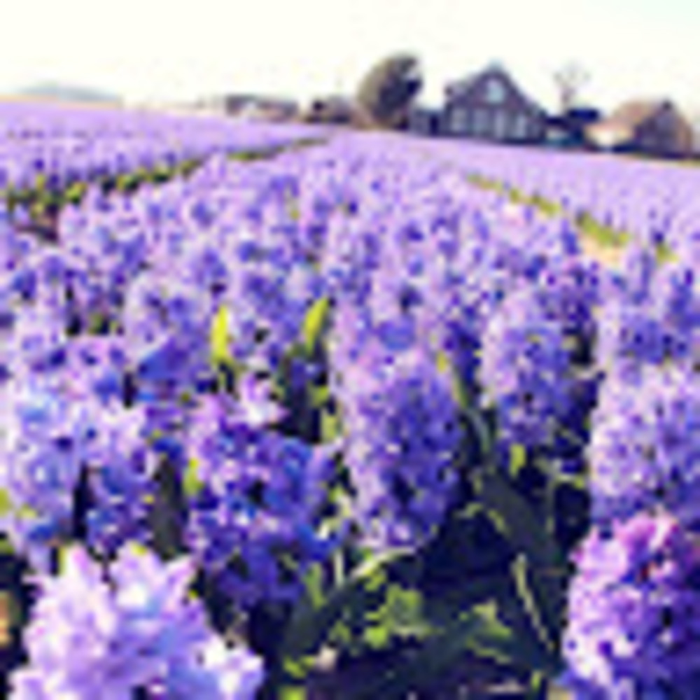 Meet your Posher, Julia